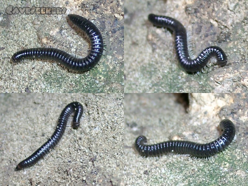 Grundlose Grube: 32 Jahre in Deutschland - aber noch nie einen Tausendfüßler beobachtet.