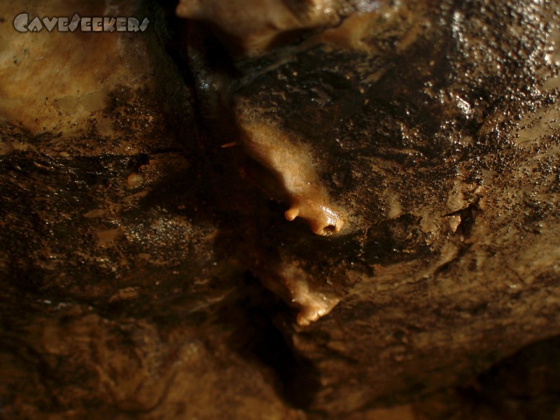 Heinzengrabenhöhle: 2 mm. Ähnlich dem eigenen.