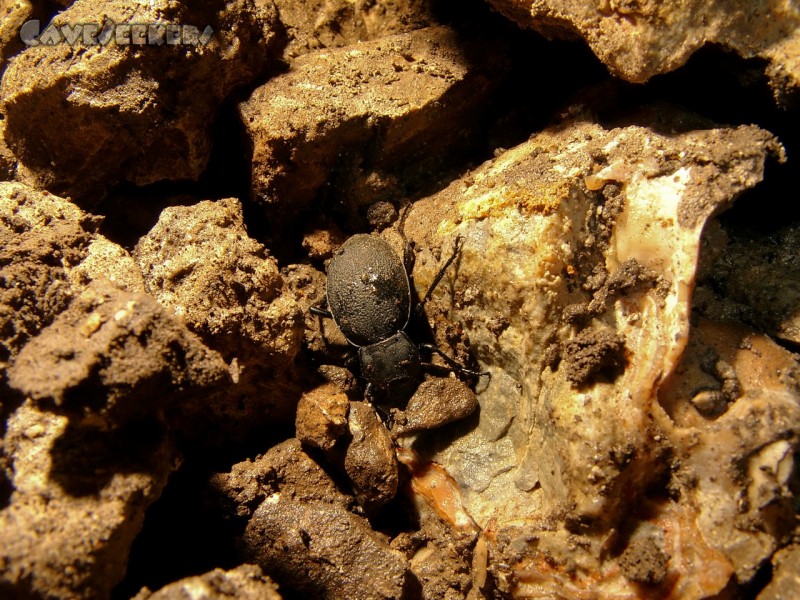 Heukirche: Höhlenkäfer