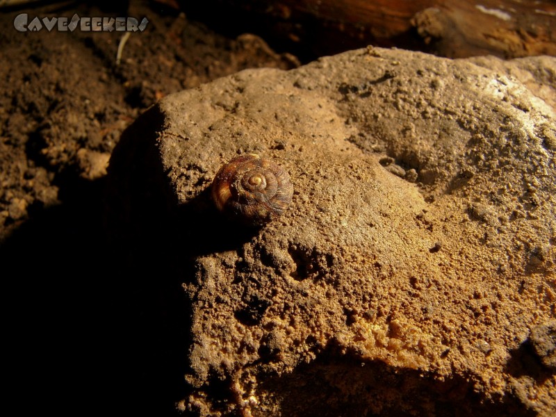 Heukirche: Hochseltene Höhlenschnecke - vermutlich schicksalhaft abgestürzt