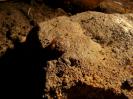 Heukirche - Hochseltene Höhlenschnecke - vermutlich schicksalhaft abgestürzt