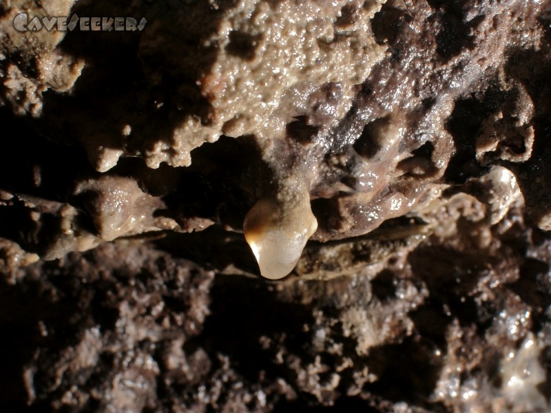 Höhgassen Höhle: Aktiver Sinteraufbau.