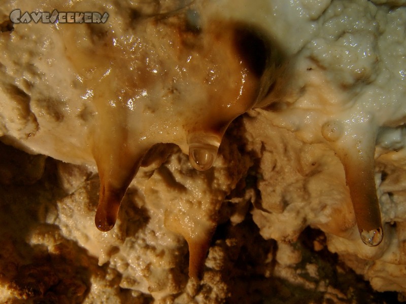 Höhle im Alten Graben: Makro-Bugelmüller.