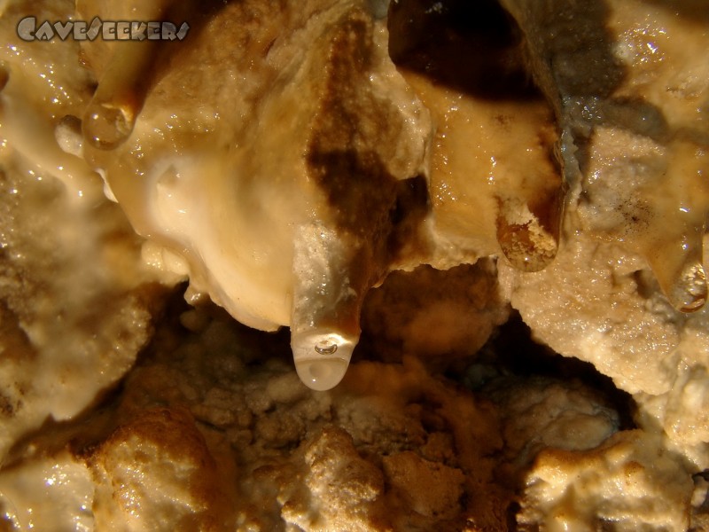 Höhle im Alten Graben: Makro-Bugelmüller.