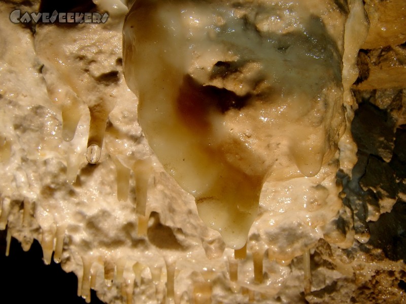 Höhle im Alten Graben: Makro-Bugelmüller.