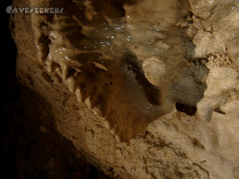 Höhle im Alten Graben: Makro-Bugelmüller.
