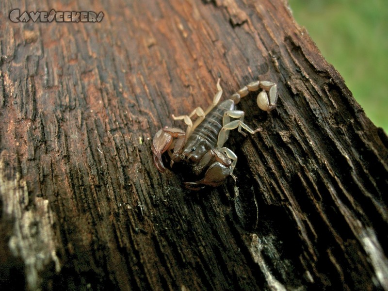 Jama v Partu pri ogradi: Skorpion. Ca. 20 cm lang.