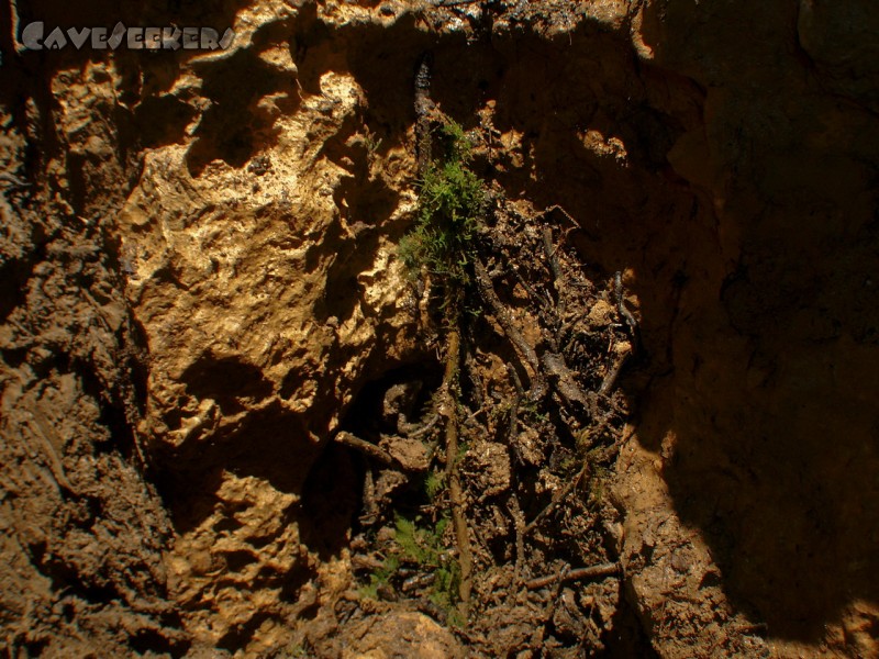 Kniegschlaggerlschacht: Krötensuchbild.