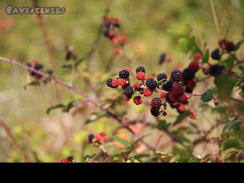 Kortinari Jama: Kunstfotografie gelingt dem CaveSeeker auch ausserhalb des Hohlraums. Hier ein Satz Brommbeeren.