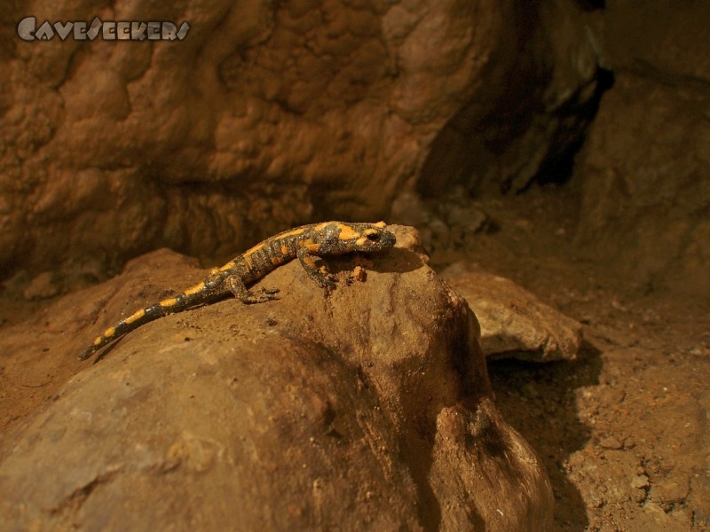 Leutenbacher Tropfsteinhöhle: Der große Kemal. Verschmutzt und offensichtlich stark mitgenommen. Niemand weiss, wieviele Tage er neben seinen verwesenden Artgenossen zugebracht hatte, bevor er vom CaveSeeker wieder auf den Pfad in Richtung Ausgang gesetzt wurde.