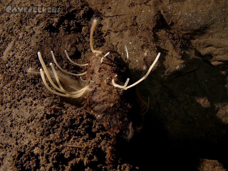 Lichtengrabenhöhle: Krasse Höhlenfauna