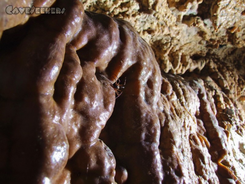 Mangfallsinterdeckenhöhle: Eine von Tausenden