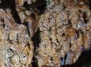 Mangfallsinterdeckenhöhle - Oberfläche - sandfarben - Spinnen vermutlich in in Camouflage