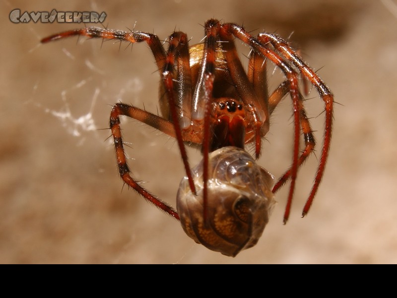 Mannsbergloch: Dem Digitalkamerakünstler entgeht nichts: Spass mit Totem.