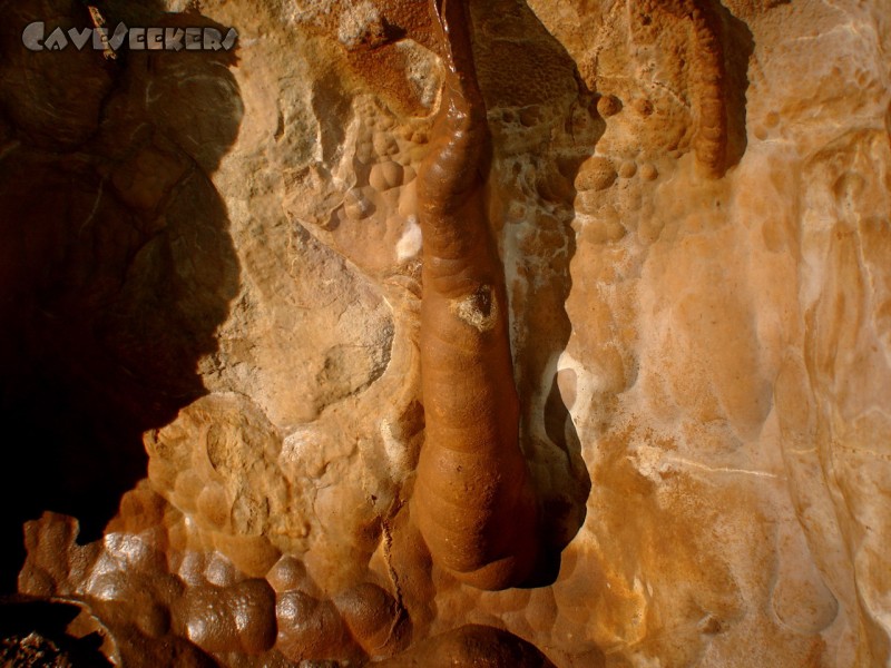 Meanderhöhle V.: Der Blutegel. Ca. 50 cm lang.