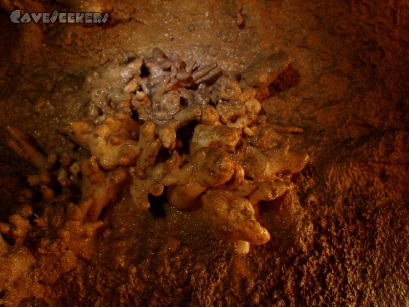 Meanderhöhle V.: Eingeweide.