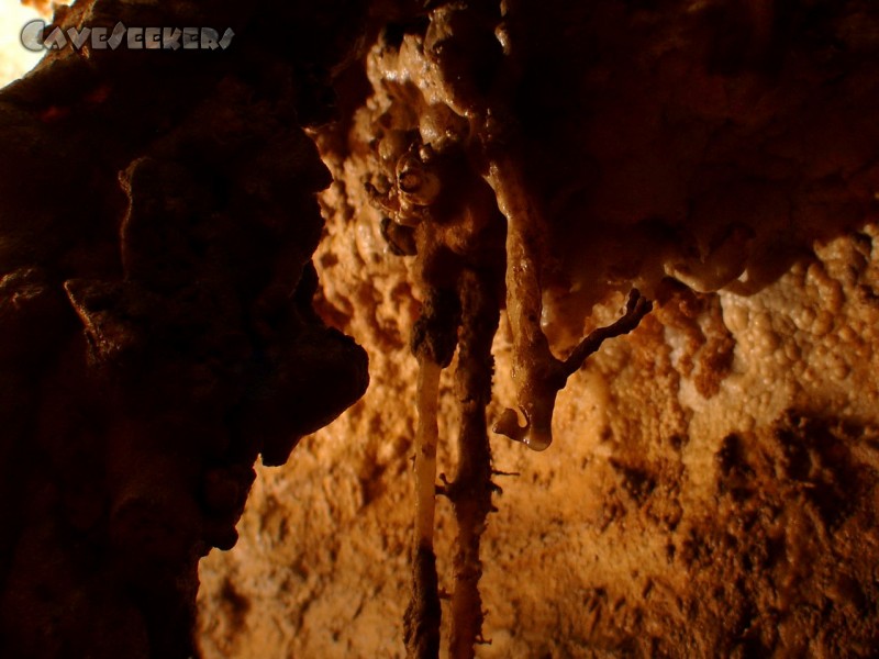 Meanderhöhle V.: Seepferd?