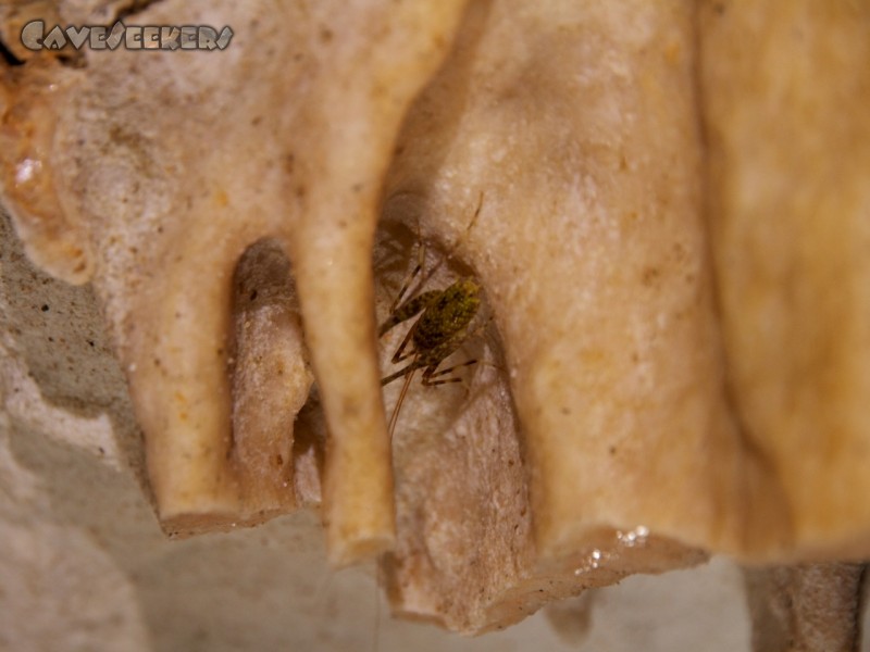 Medvedja Jama: Grünes Springtier.