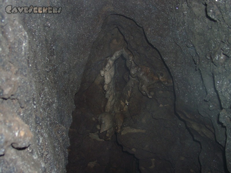 Mutantenkäferponor: Die Deckenvulva. Besser als ein Eckenchristus.