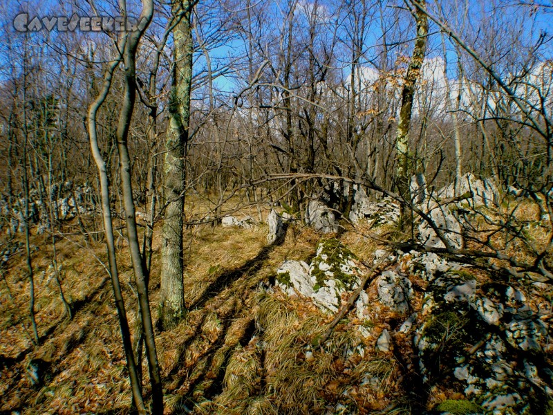 Nikkilauda Höhle: Das Wäldchen.