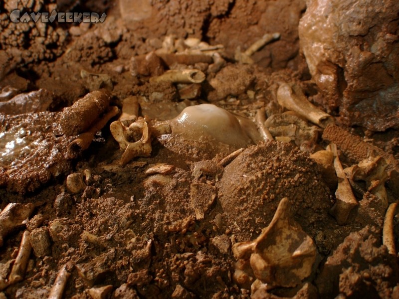 Paredu na Gropajsk: Ein paar Knochen. Wer hier stirbt, wäre wohl besser gar nicht erst geboren.