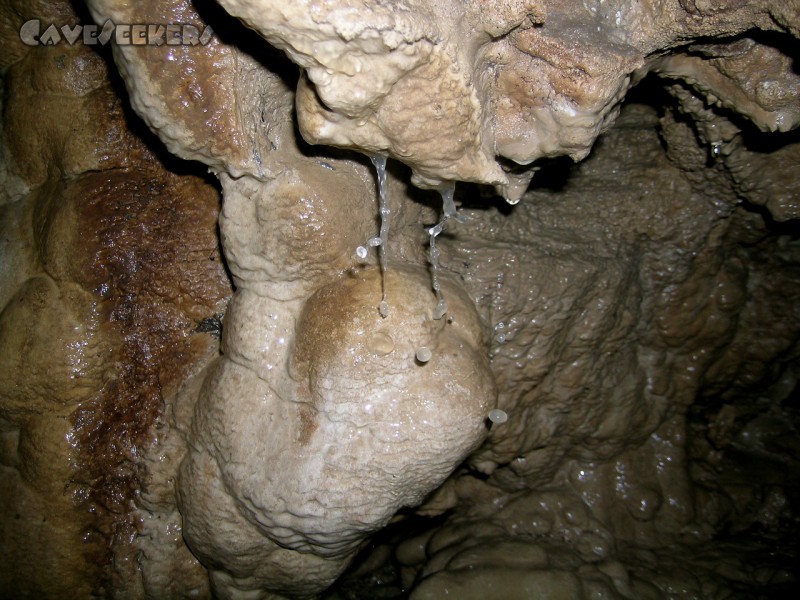 Pumperhöhle: Hier sogar beim Wachsen ertappt: Der Profi erkennt sofort den gelösten Kalk im Wasser...