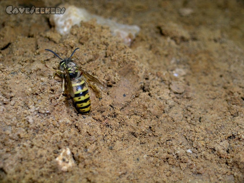 Randdesacker Erdfall: Der Weps.