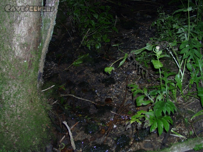 Randdesacker Erdfall: Harnbachquelle 1.