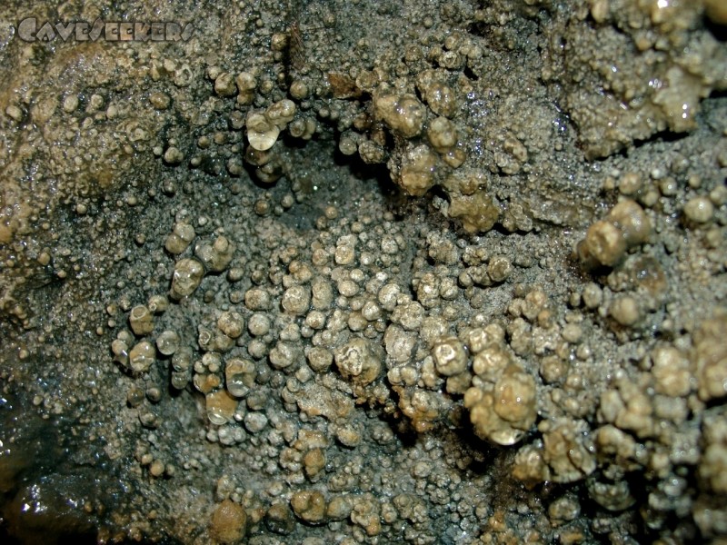 Rennerfelshöhle: Toller Knöpfchensinter.