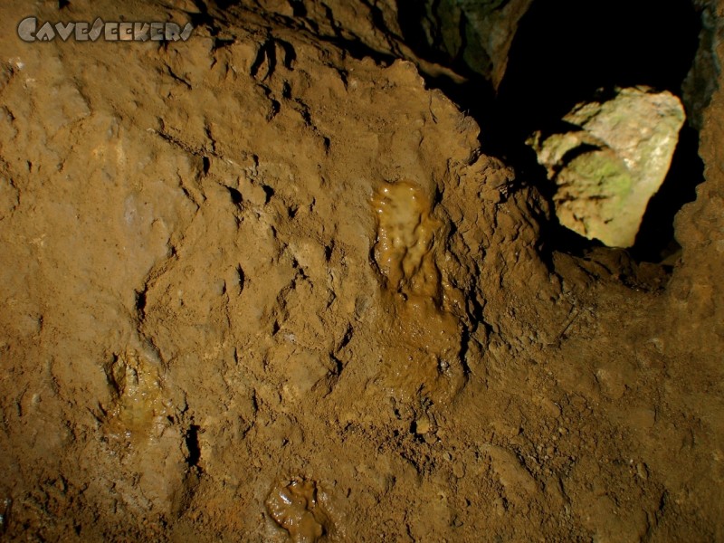 Rennerfelshöhle: Und auch dort wo der GeoCacher ein- und ausstürmt, wächst neuer Sinter im Dreck.