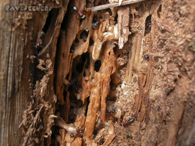 Rostnagelhöhle: Leben in der Holzkonstruktion.