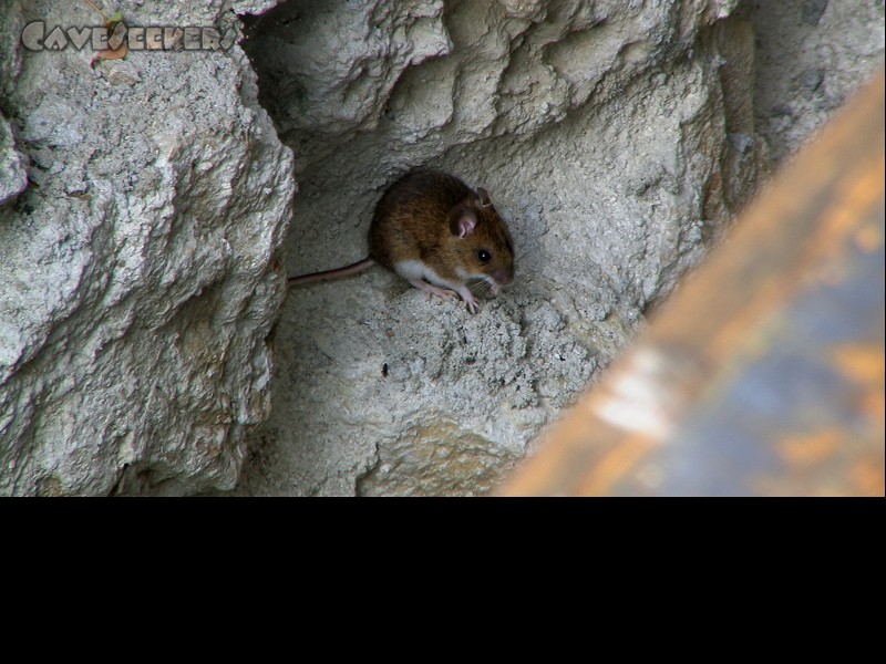 Rostnagelhöhle: Rotzfreche Maus.