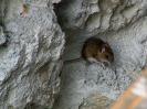Rostnagelhöhle - Rotzfreche Maus.