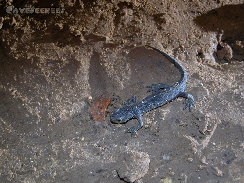 Rostnagelhöhle: Molch im Rostnagel-Glück.