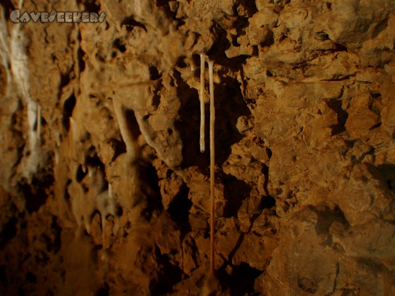 Rostnagelhöhle: Dünnling.