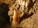 Rostnagelhöhle - Nochmals das Prachtstück. Wer nur eins hat, fotografiert dieses gern.