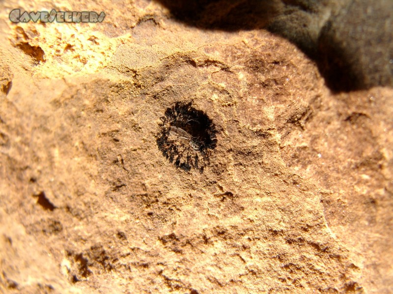 Rostnagelhöhle: Tot?