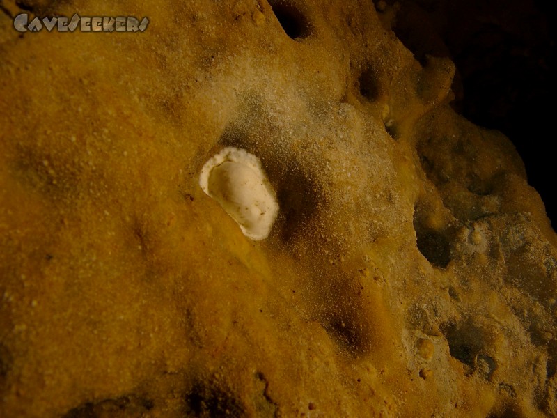 Saugendorfer Höhle: Sinterperle im Sandstein.