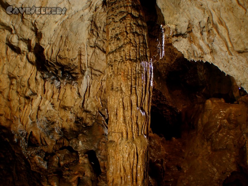 Schönsteinhöhle: Der Größte im Loch.