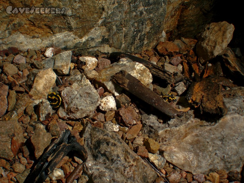 Schwefelhöhle: Zwischen den Steinen erkennt der aufmerksame Tierfreund zwei Feuersalamander.