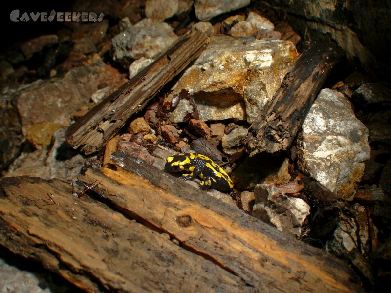 Schwefelhöhle: Noch einer. Man beachte die Steine.