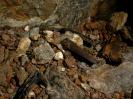 Schwefelhöhle - Zwischen den Steinen erkennt der aufmerksame Tierfreund zwei Feuersalamander.