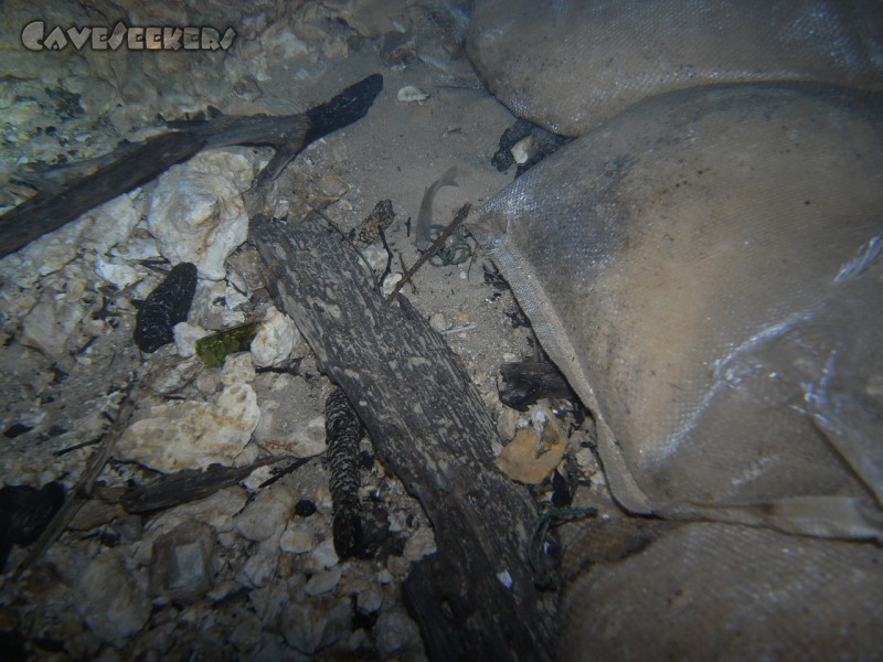 Seeweiherquellgrotte: Kleines Fischlein. Einsam. Neben Sandsäcken. Vermutlich von Höhlenforschern dorthin verbracht.