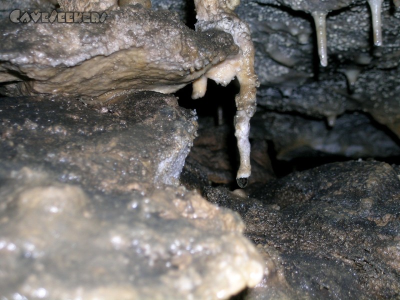 Stein Am Wasser: Schön verkrüppelt.