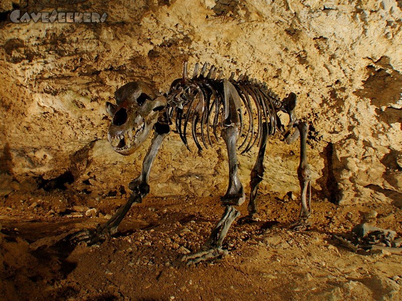 Teufelshöhle Pottenstein: Höhlenbär - stark verhungert.