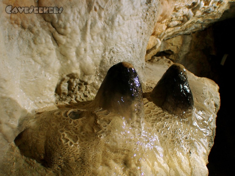 Teufelshöhle Pottenstein: Schwarze Möpse