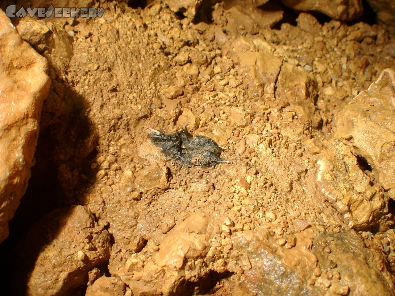 Todsburger Schacht: Fledermaus mit Schnabel? Schnabel mit Zähnen? Hierbei handelt es sich offenbar um eine ehemals ausserirdische Lebensform. Geruchsneutral.