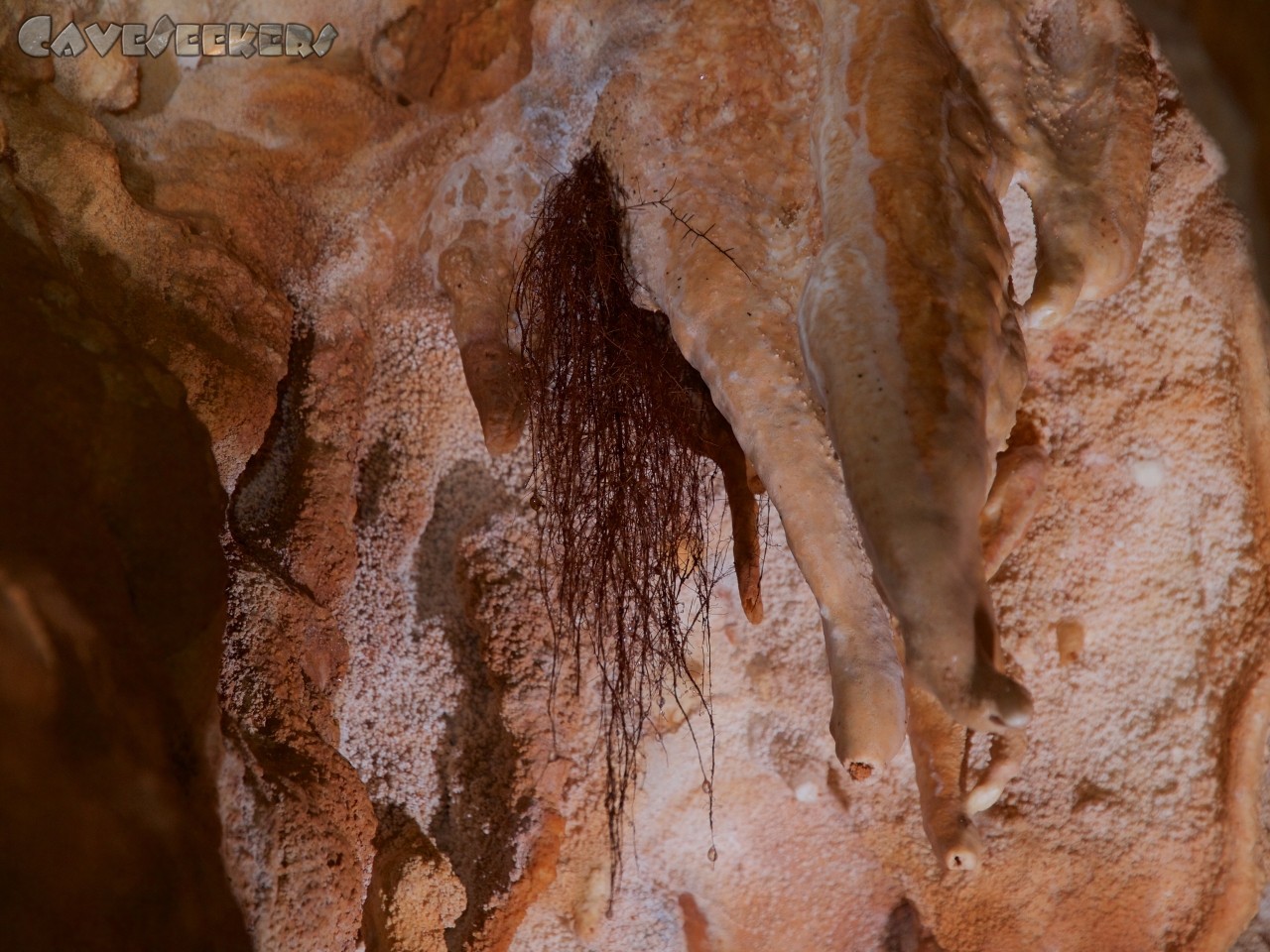 Trou De Cloture: Woran erkennt der CaveSeeker dass er sich knapp unter der  Oberfläche befindet? An der Wurzel!