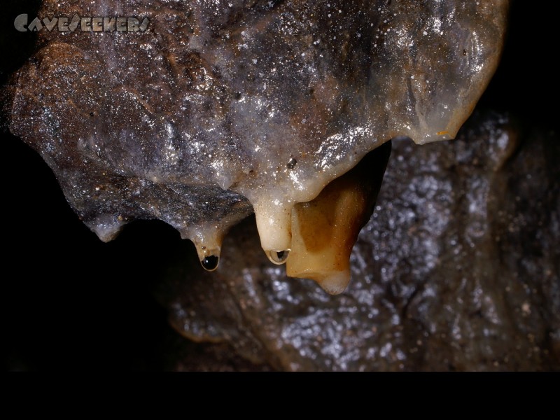 Versunkenes Reis: Wäre der Längste seiner Art im Loch gewesen, leider abgebrochen