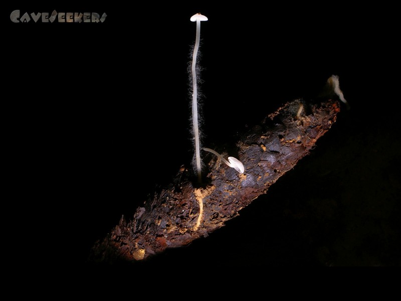 Versunkenes Reis: Spektakulär: Weißer Höhlenpilz wächst aus Tannenzapfen